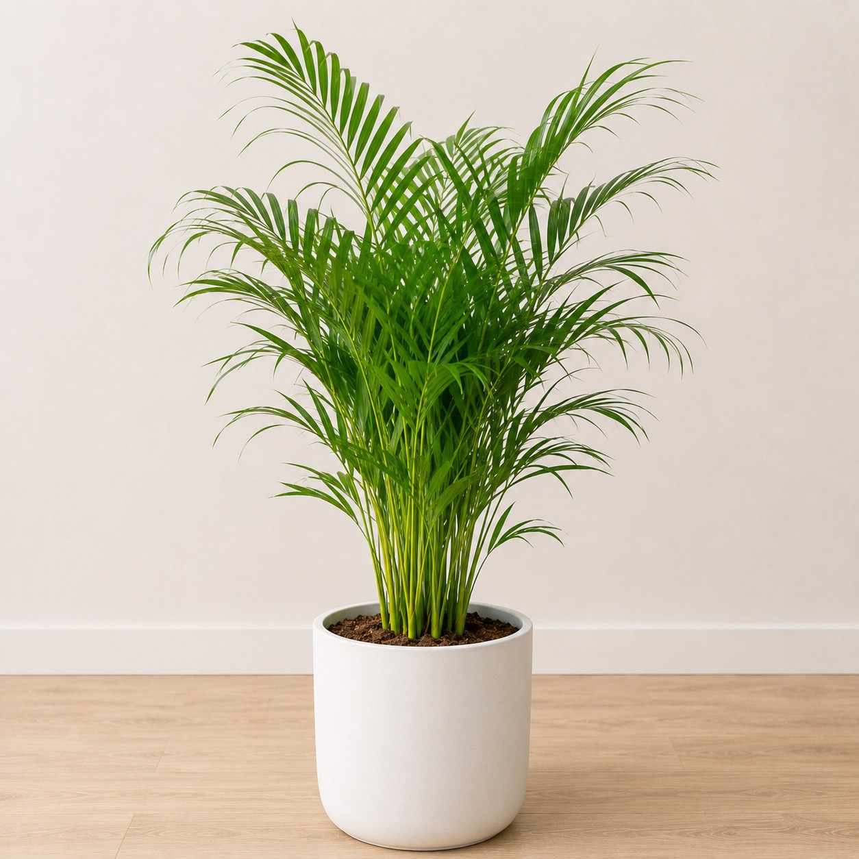 areca palm – natural humidifier & air purifying indoor plant